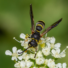 Parancistrocerus pensylvanicus