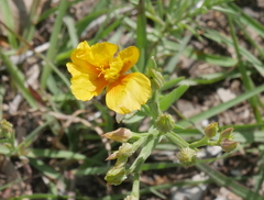 Linum rigidum