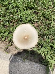 Chlorophyllum molybdites image