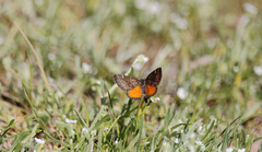 Lachnocephala vellosata