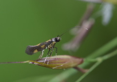 Euspilapteryx auroguttella