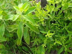 Magnoliopsida
