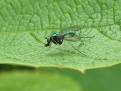 Condylostylus comatus