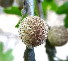 Burnettweldia washingtonensis