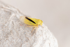 Oncopsis variabilis