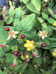 Hypericum