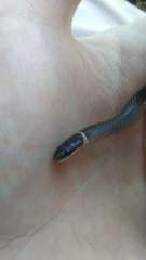 Diadophis punctatus stictogenys