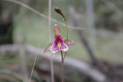 Bletia greenwoodiana