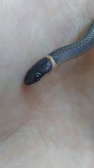 Diadophis punctatus stictogenys
