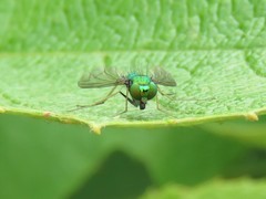 Condylostylus comatus
