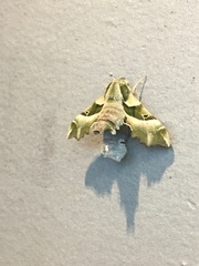 Proserpinus proserpina