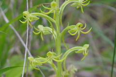 Habenaria novemfida