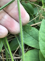 Danthonia sericea