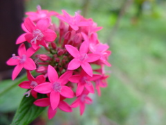 Pentas