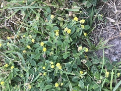 Medicago lupulina