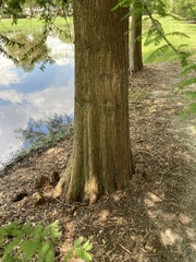 Taxodium distichum image