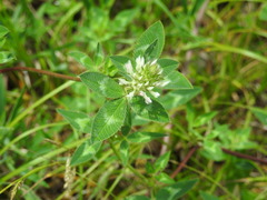 Trifolium vesiculosum