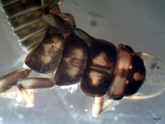 Hesperoperla pacifica