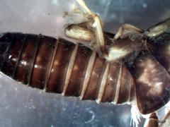 Hesperoperla pacifica