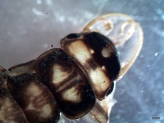 Hesperoperla pacifica