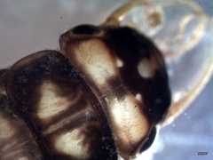 Hesperoperla pacifica