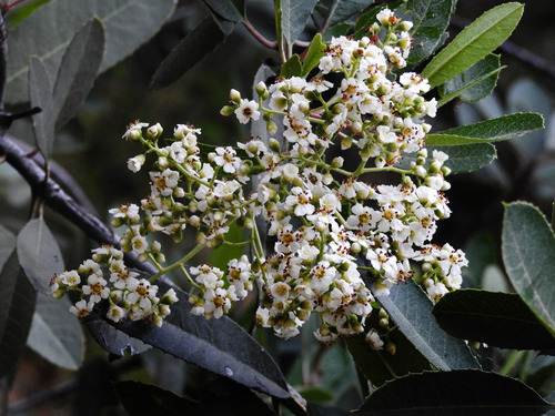 Toyon