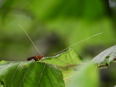 Nemophora degeerella