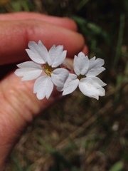 Lithophragma affine
