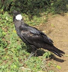 Corvus crassirostris
