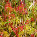 Sundew Family - Photo (c) Paul Huber, some rights reserved (CC BY-NC-ND)