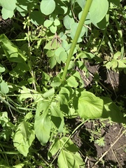 Valeriana occidentalis