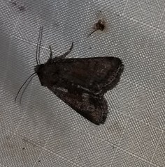 Oligia latruncula