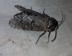 Prionoxystus macmurtrei