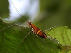 Nemophora degeerella