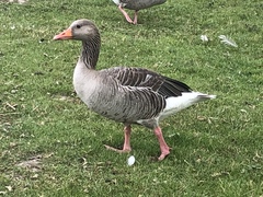 Anser anser