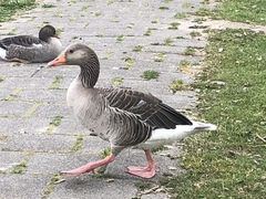 Anser anser