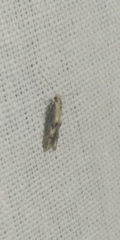 Blastodacna atra