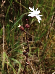 Lithophragma affine