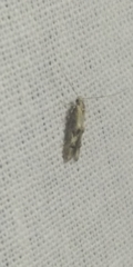 Blastodacna atra