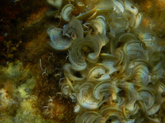 Padina pavonica