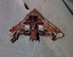 Eutelia pulcherrimus