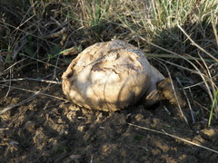 Calvatia candida