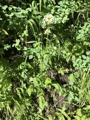 Valeriana occidentalis