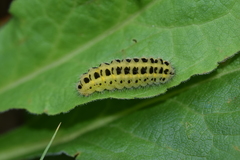 Zygaena filipendulae