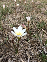 Zephyranthes concolor