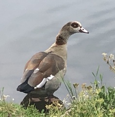 Alopochen aegyptiaca