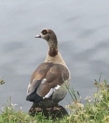 Alopochen aegyptiaca