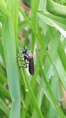 Dioctria atricapilla