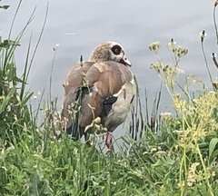 Alopochen aegyptiaca