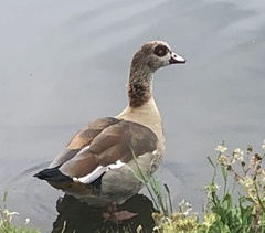 Alopochen aegyptiaca